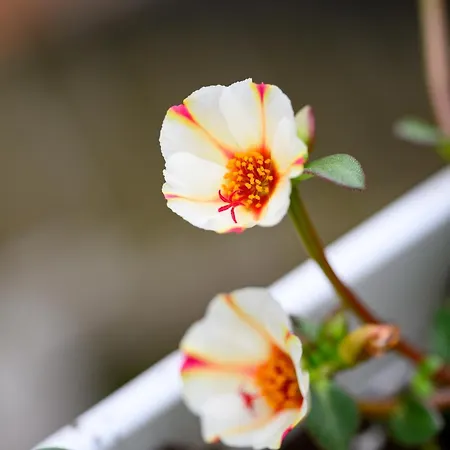 Bed & Breakfast Residenza Malta Pizzo (Calabria)