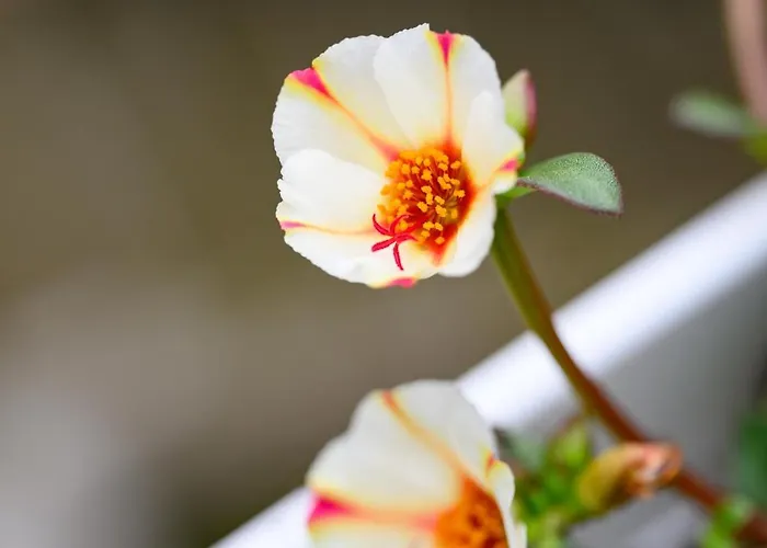 Alojamento de Acomodação e Pequeno-almoço Residenza Malta Pizzo (Calabria)